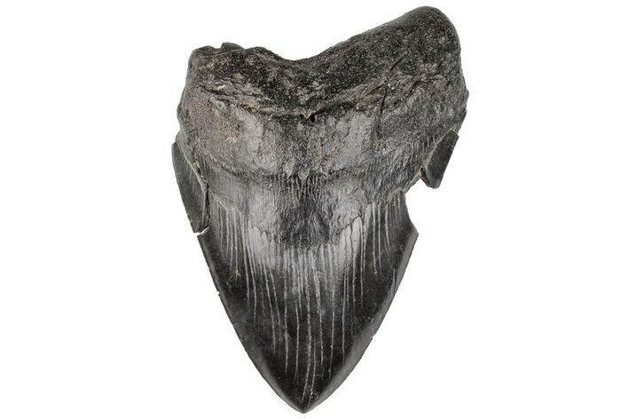 Giant, Fossil Megalodon Tooth - Pathological Root? #199173